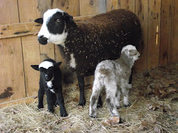 Mabel and her twin ewe lambs