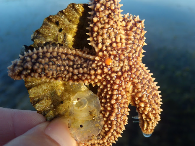 Starfish from Cape Cod