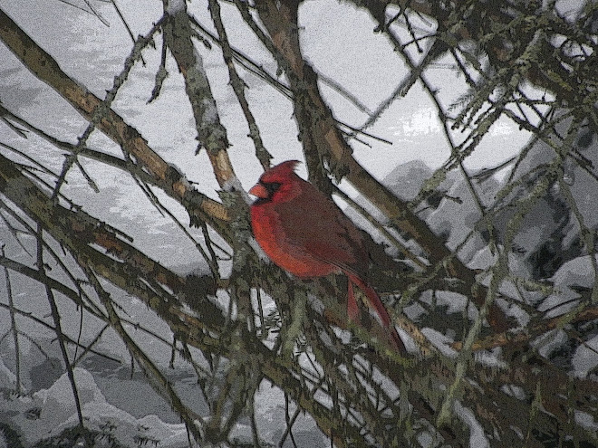 Cardinal In The Snow