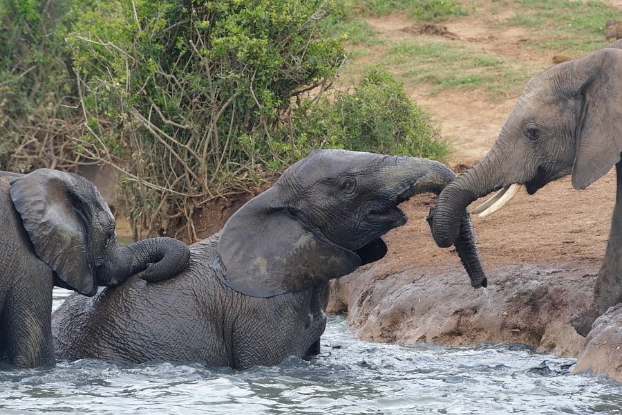 ecoscene for images of the environment and wildlife Cool Elephants