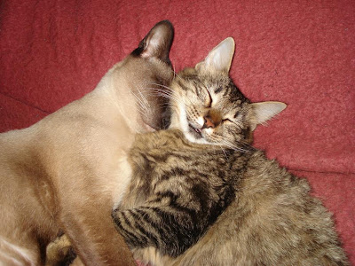 сиамский кот спит
