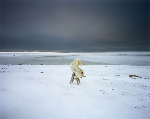 [Polar_Bear_2007-1.jpg.jpeg]