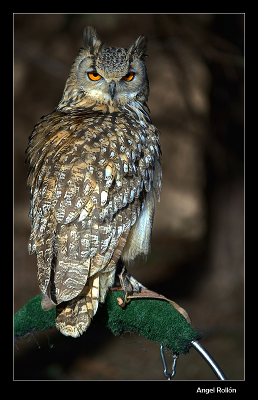 Imagen de uN BUHO - Imagui