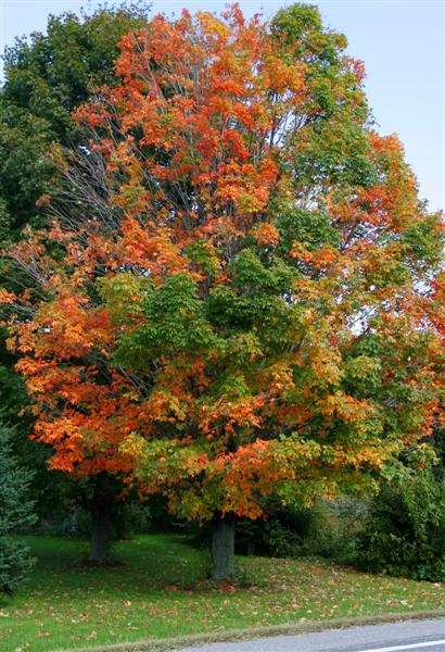 Maple Tree Fall
