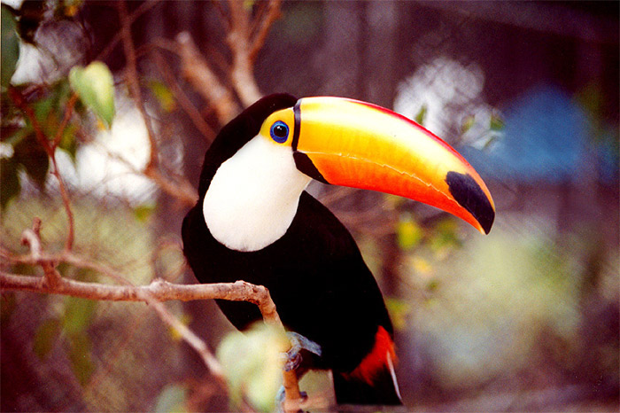 [TUCANO-_II_.jpg]