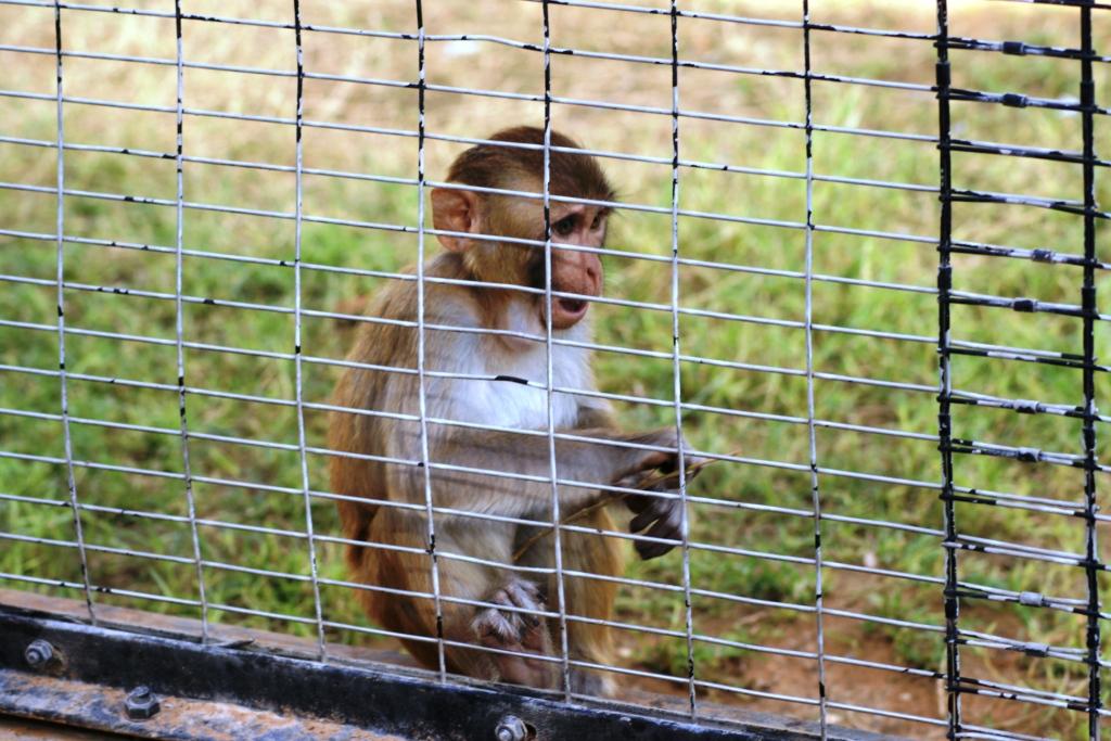 [Monkey+at+Al+Ain+Zoo.JPG]