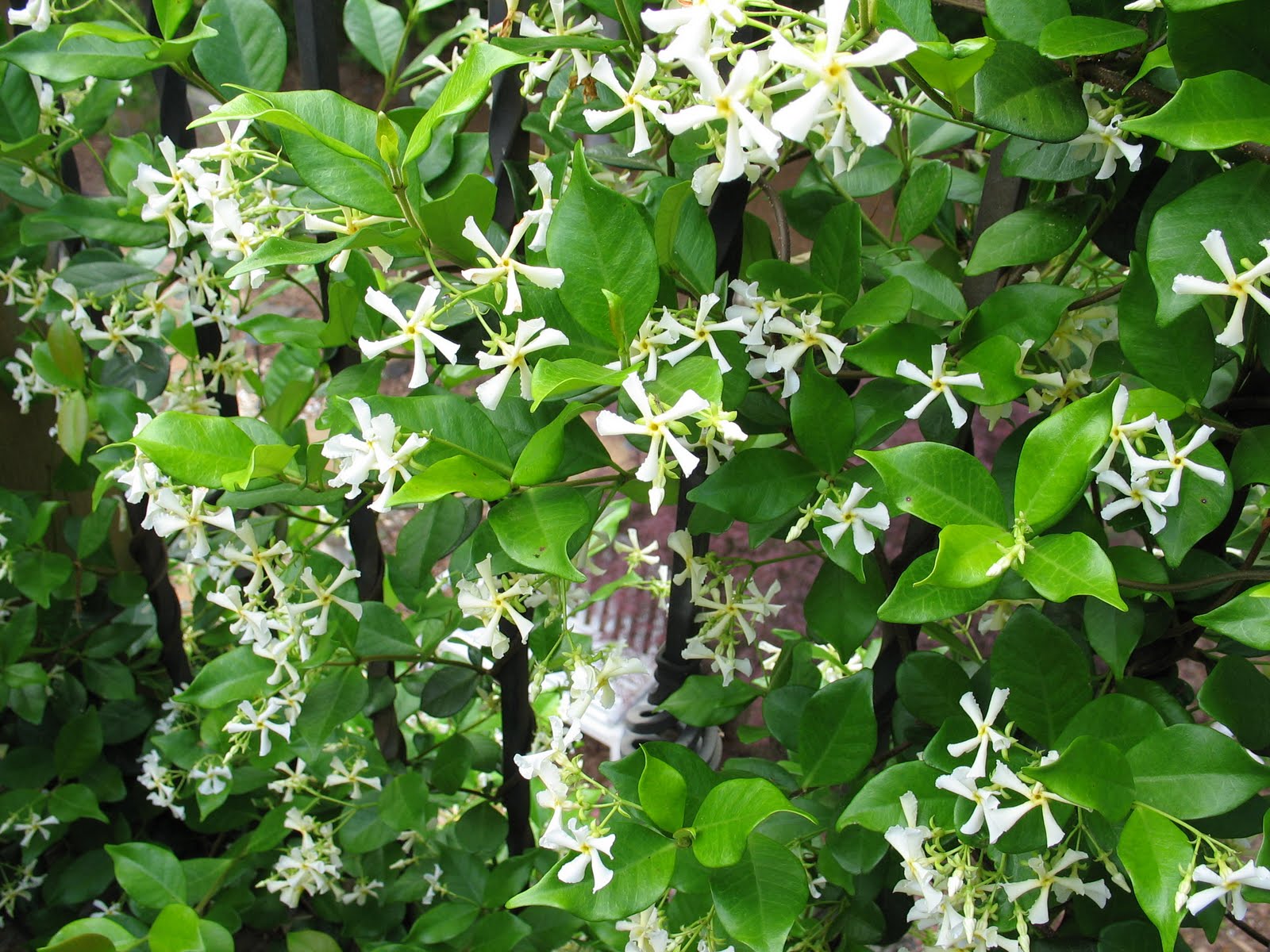 The Charm House Sweet smell of Jasmine....