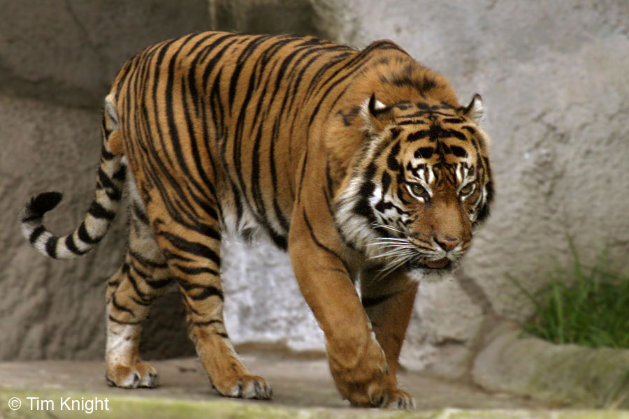 Save Tigers: About Tigers