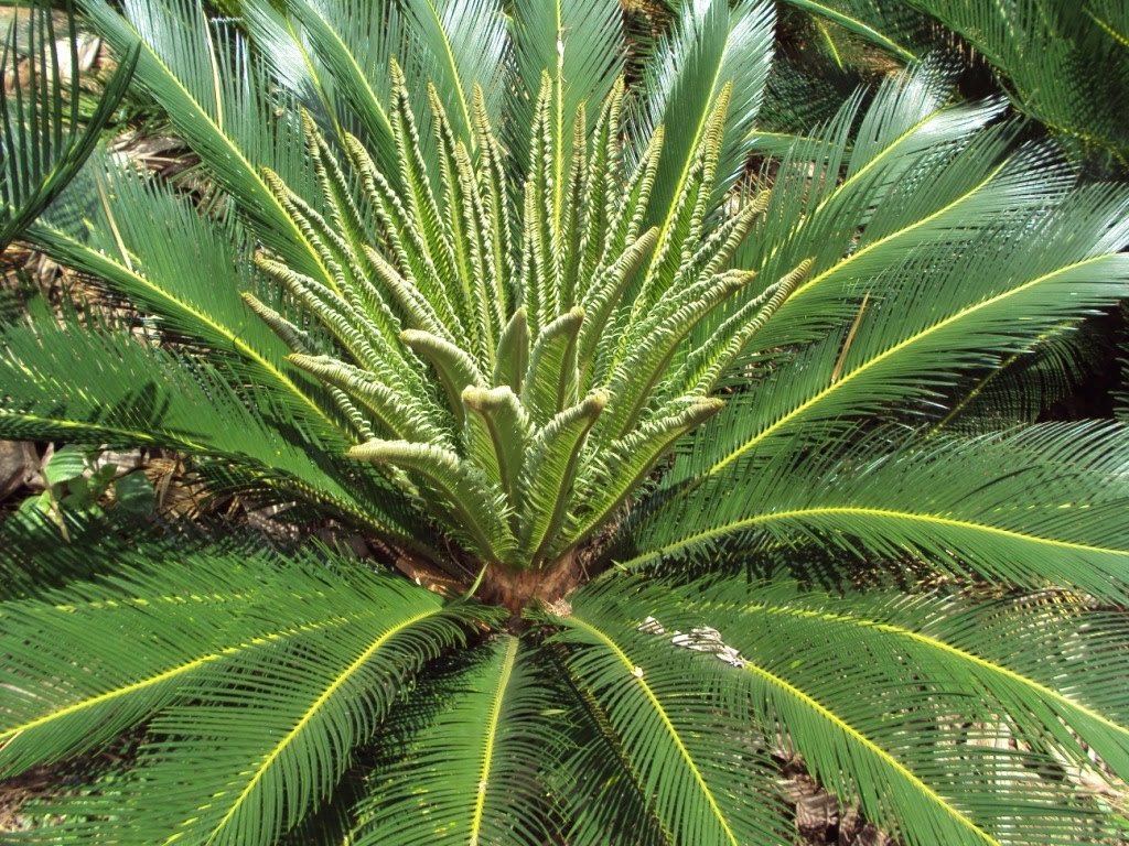 Jual Tanaman Hias Dengan Hidrogel | tanamanbaru