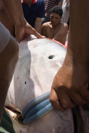 Mekong+catfish+world+record