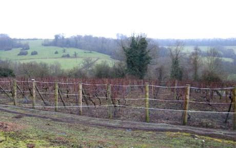 [Vineyard.bmp]
