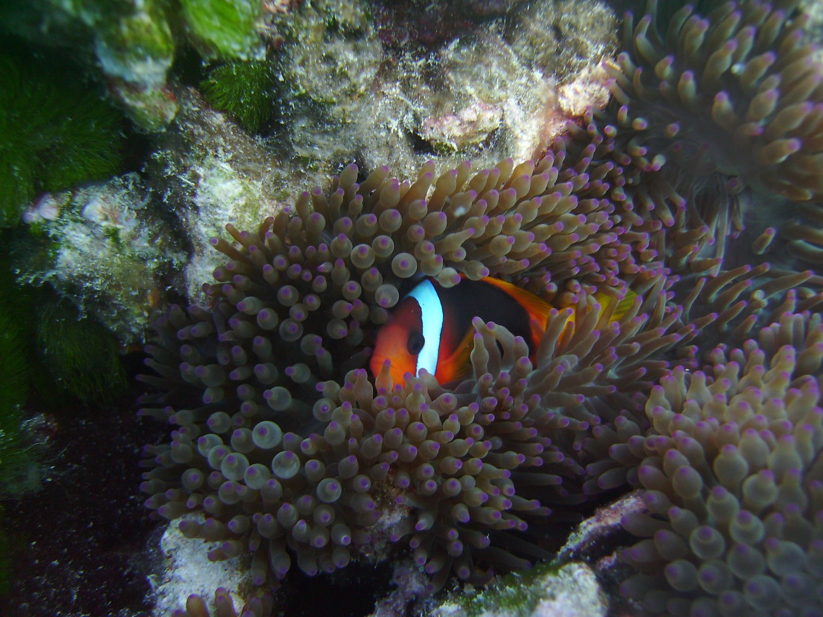 [Little_Nemo_Hiding.JPG]