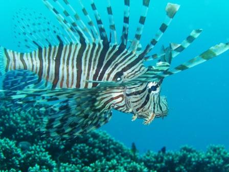[Lion_Fish.JPG]