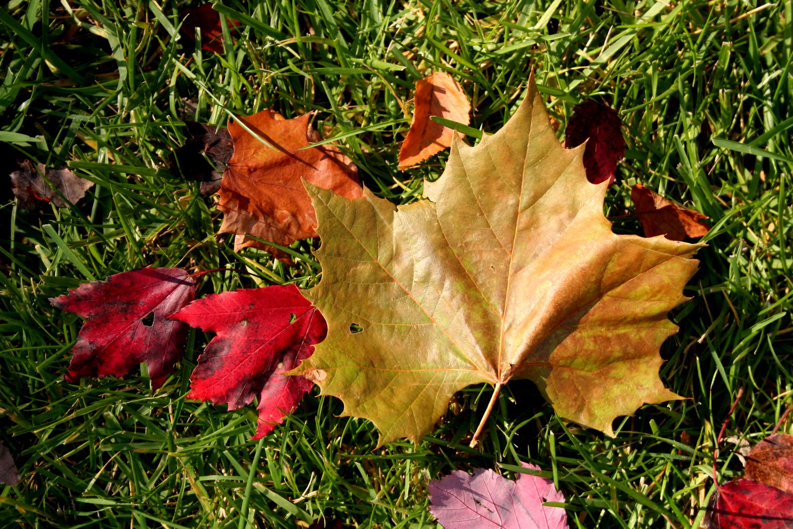 [Fall+2008+029.jpg]