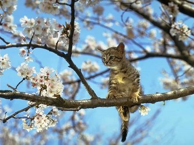 [spring+kitty.bmp]