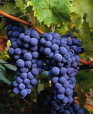 [Uvas.jpg]