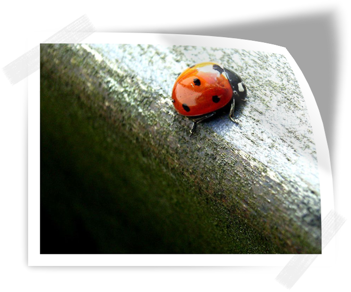 [coccinelle.png]
