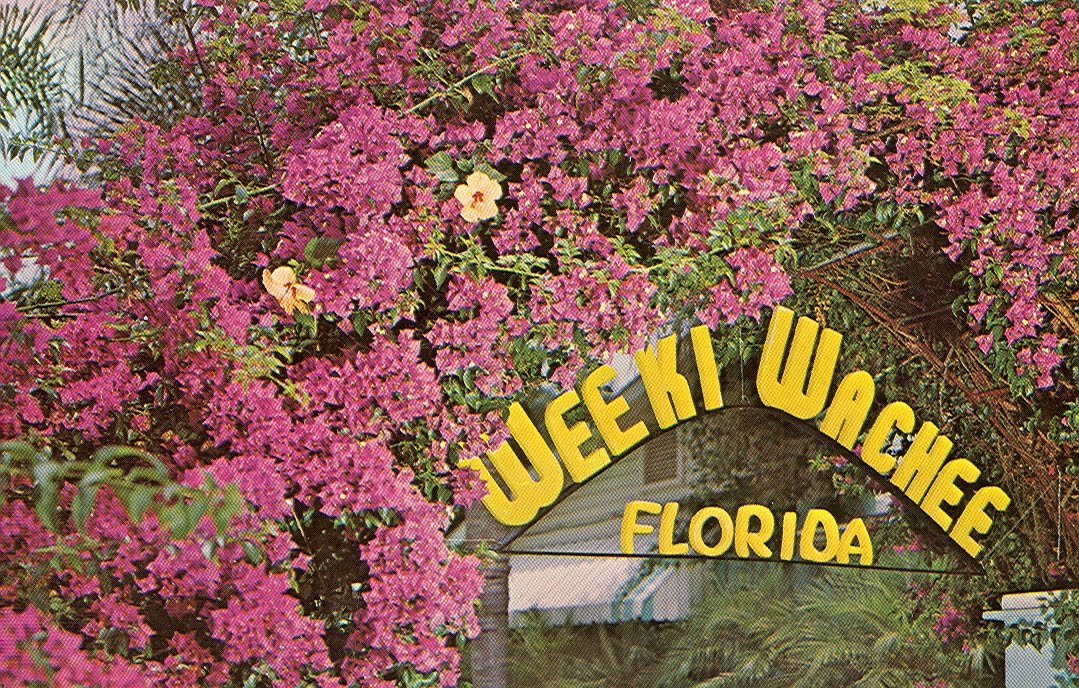 Vintage Travel Postcards Weeki Wachee, Florida