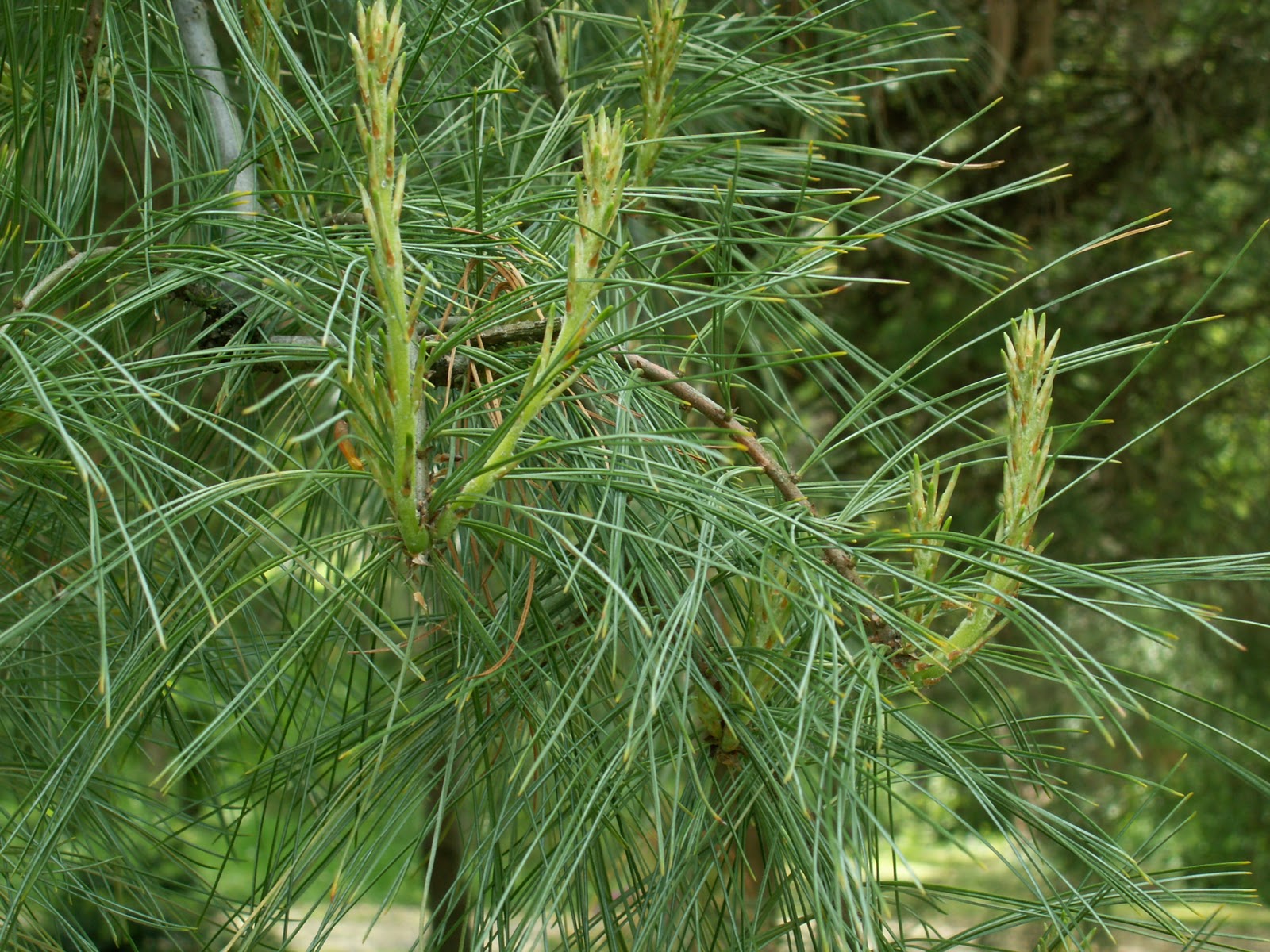 Emerald Green Arborvitae