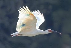 佐渡トキ保護センターは０８年、１０羽を放鳥。２７年ぶりに空を舞う姿が戻る