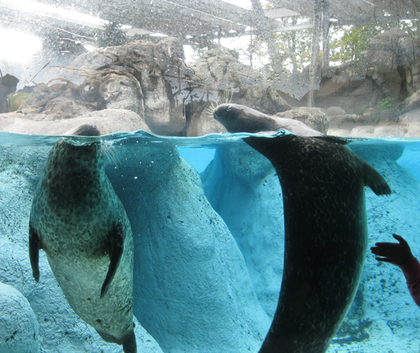 North Carolina Zoo (Asheboro) A Guide for Parents in the Triangle