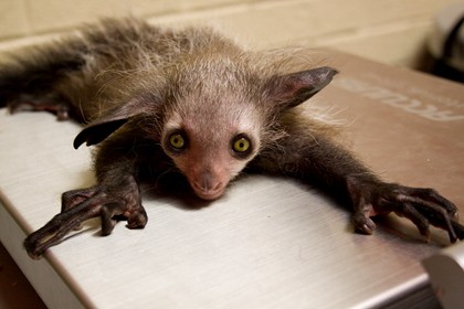 [aye-aye.jpg]