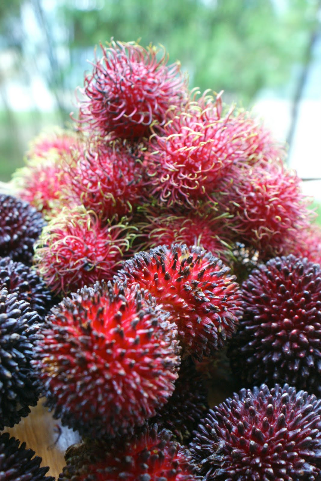 In chinese pulasan Filipino Pulasan