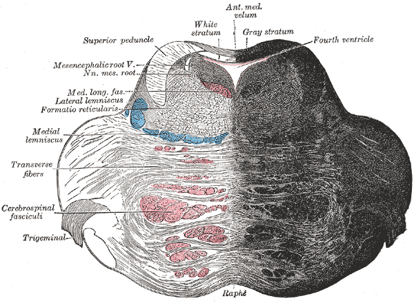 function of reticular formation