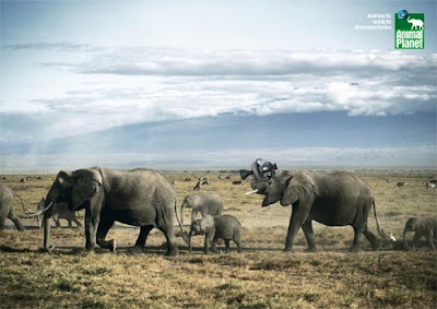 Astonishing Animal Advertisements Creating Awareness animal p Astonishing Animal Advertisements Creating Awareness