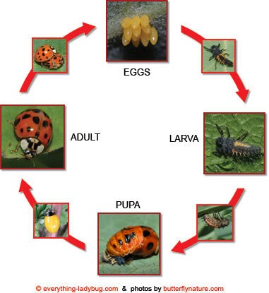 What are the stages of a ladybug life cycle? - Carly Googles