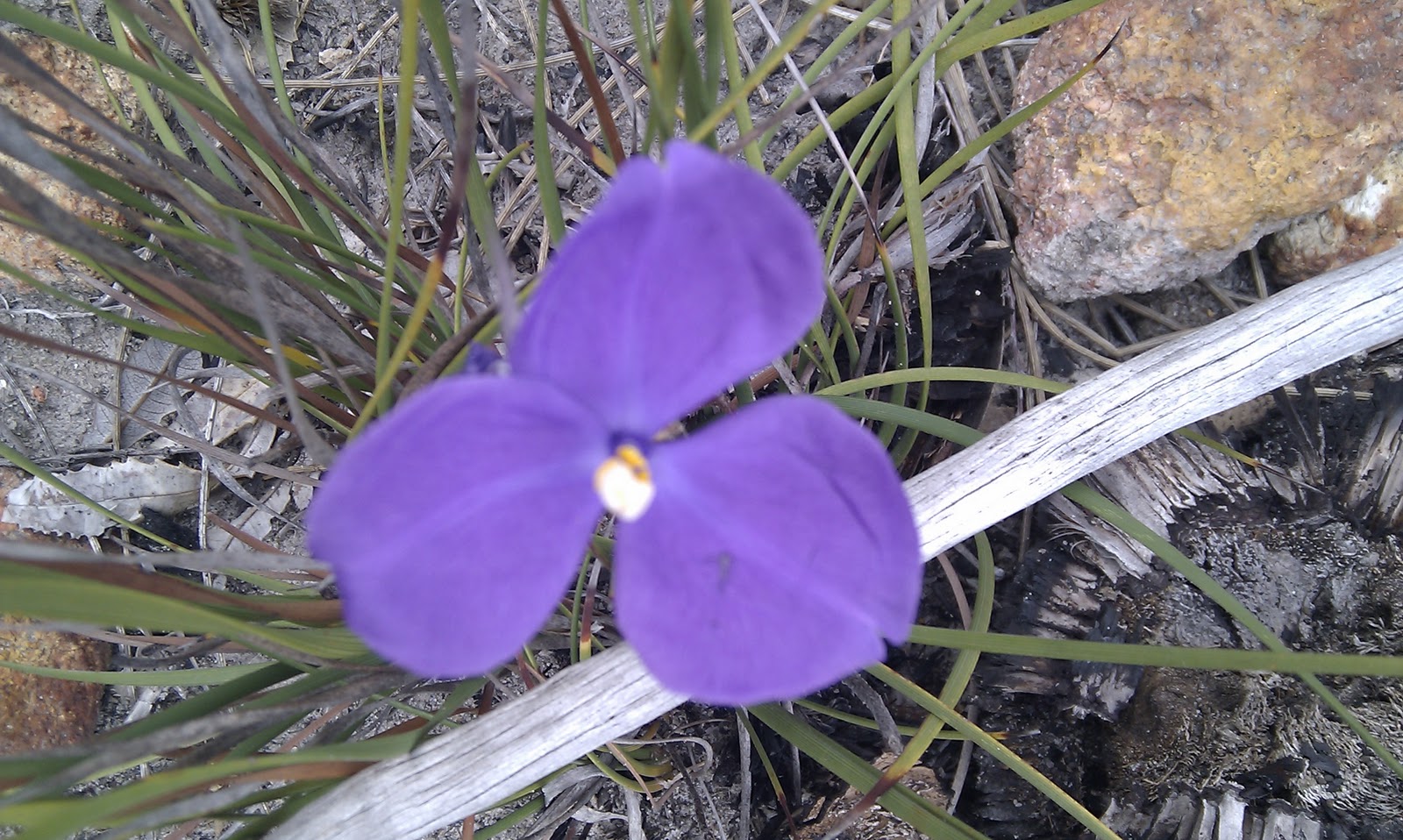Bush Flower Healing BUSH IRIS by Maddi'