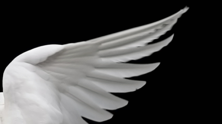 angel wings photo