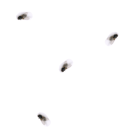 [moscas.gif]