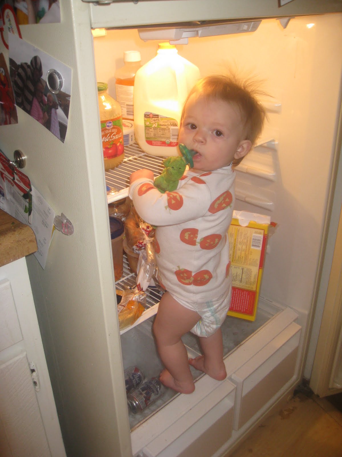 Life of Riley Climbing In The Fridge