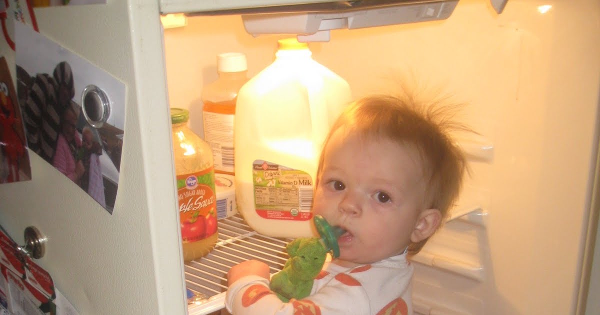 Life of Riley Climbing In The Fridge