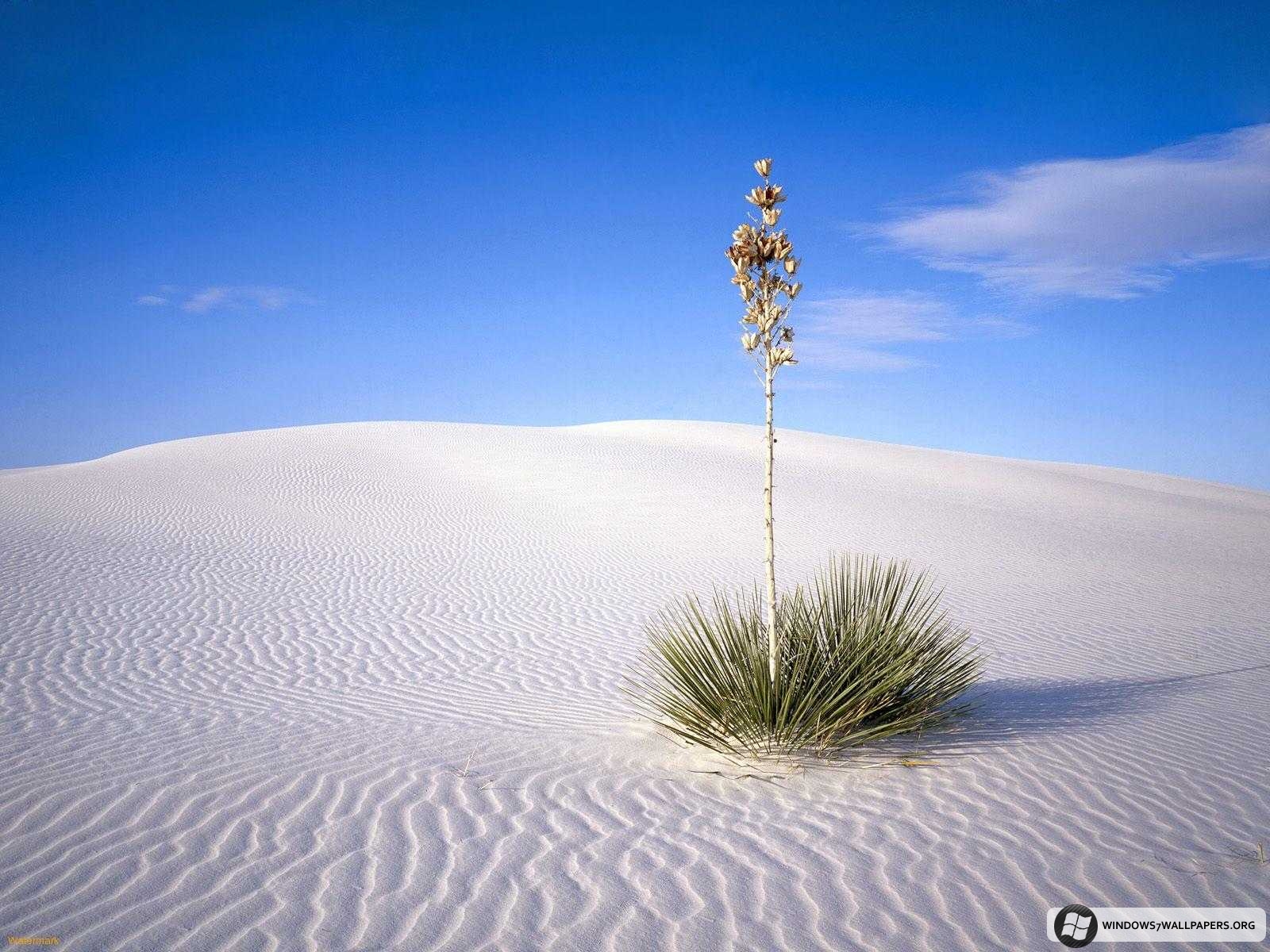 [A-Small-Oasis-1.jpeg]