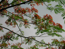 SI BUSCAMOS LA PAZ CON DIOS Y CON LOS DEMAS HASTA LA NATURALEZA NOS REGALA HERMOSAS FLORES