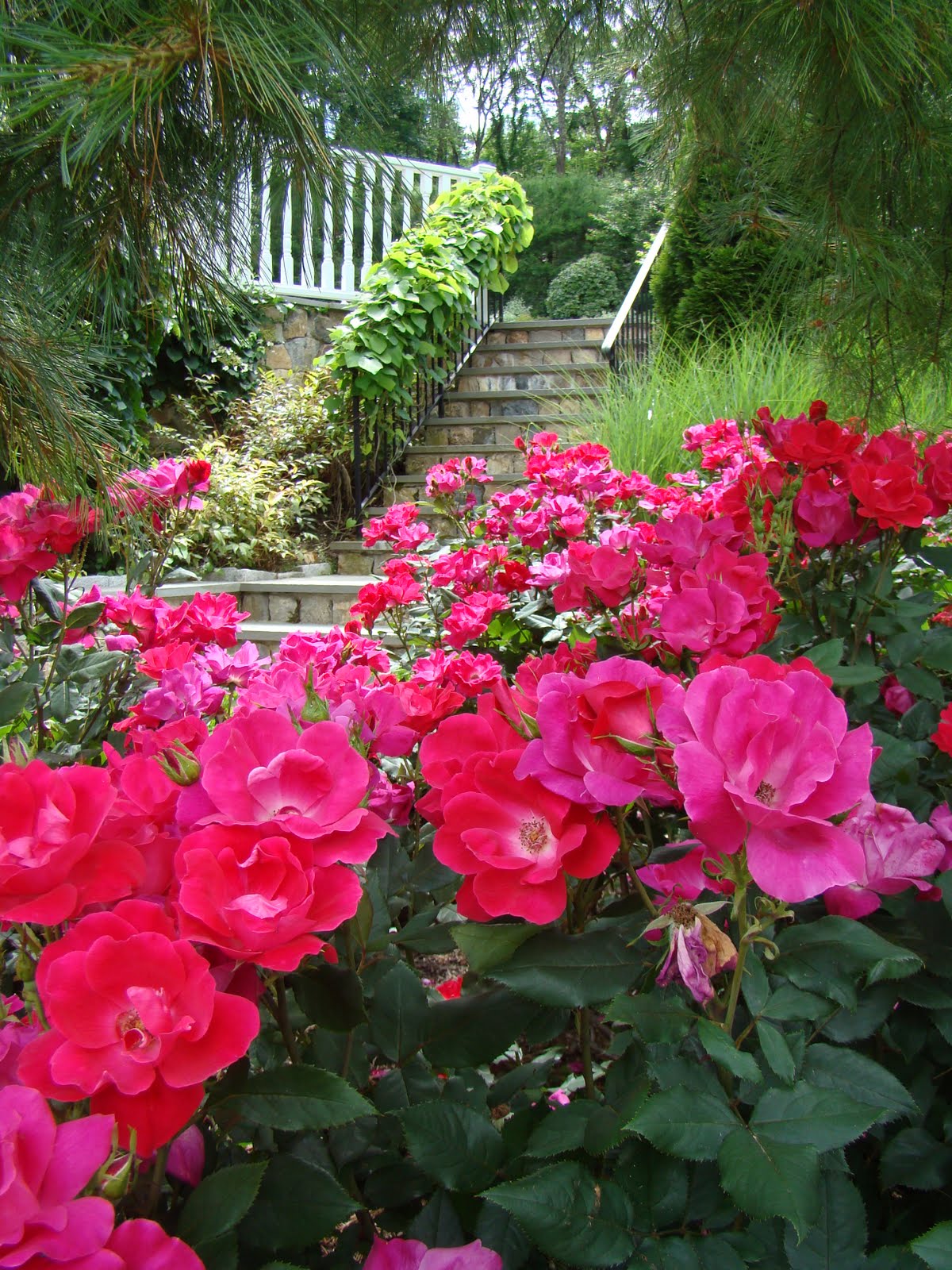 Knock Out Roses Still the Best