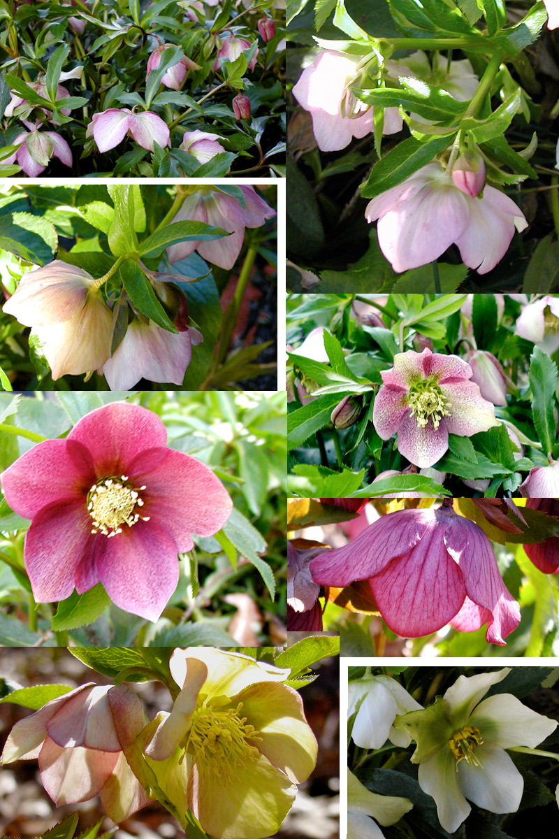 Hellebores The Enduring MidWinter Flower