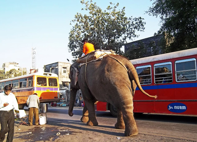 elephant walking on side of road
