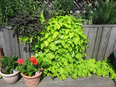 sweetpotatovine
