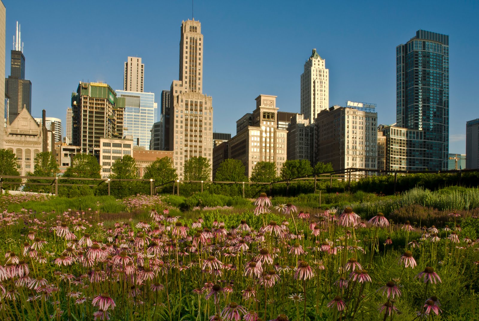 Shot of the Day: Grant Park Chicago