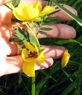 partridge pea flower