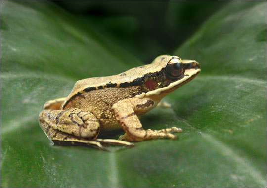 [frog_zoom.jpg]
