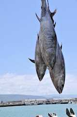 May 2008: Almadrabas Tuna Catch
