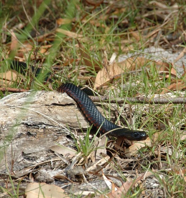 [RedBelly_2276b_sm.jpg]