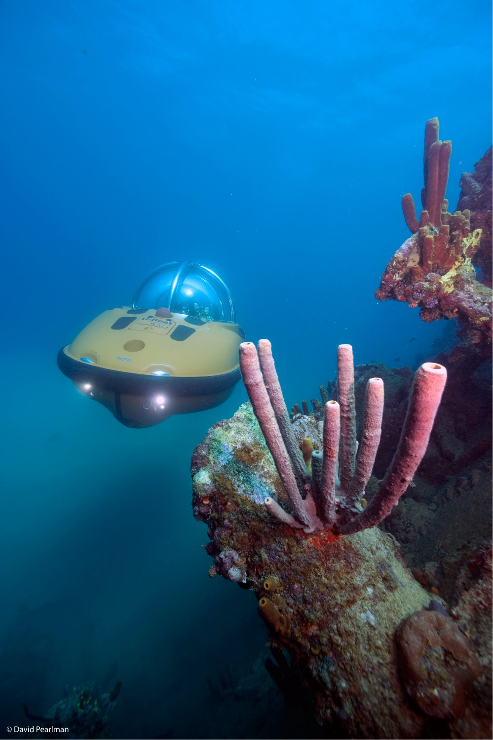 [Reef+Aruba+(Credit+David+Pearlman).jpg]