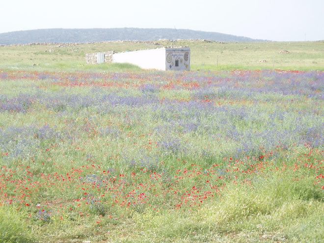 Flowers in the desert