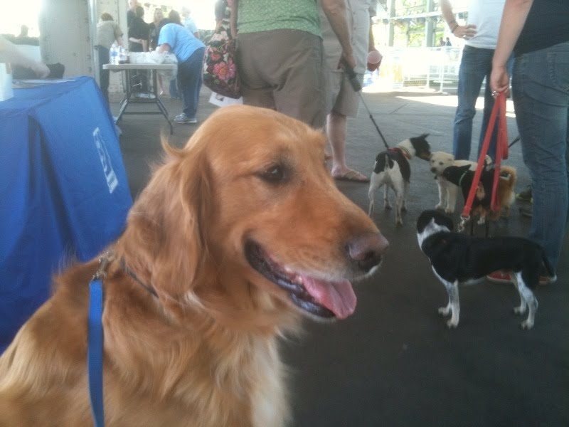 Goodwill Assistance Dog Academy