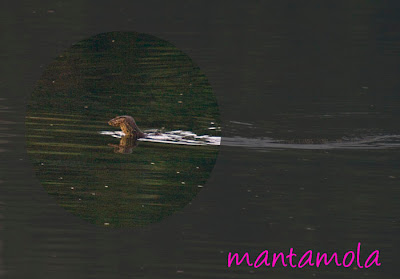 manta's experience...: Lake Monster in Ubin?